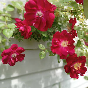 Meet your Posher, Karen